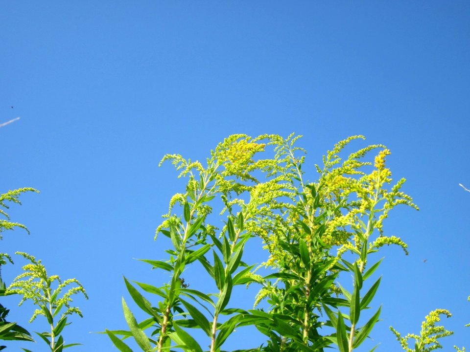 20120725Solidago_canadensis10