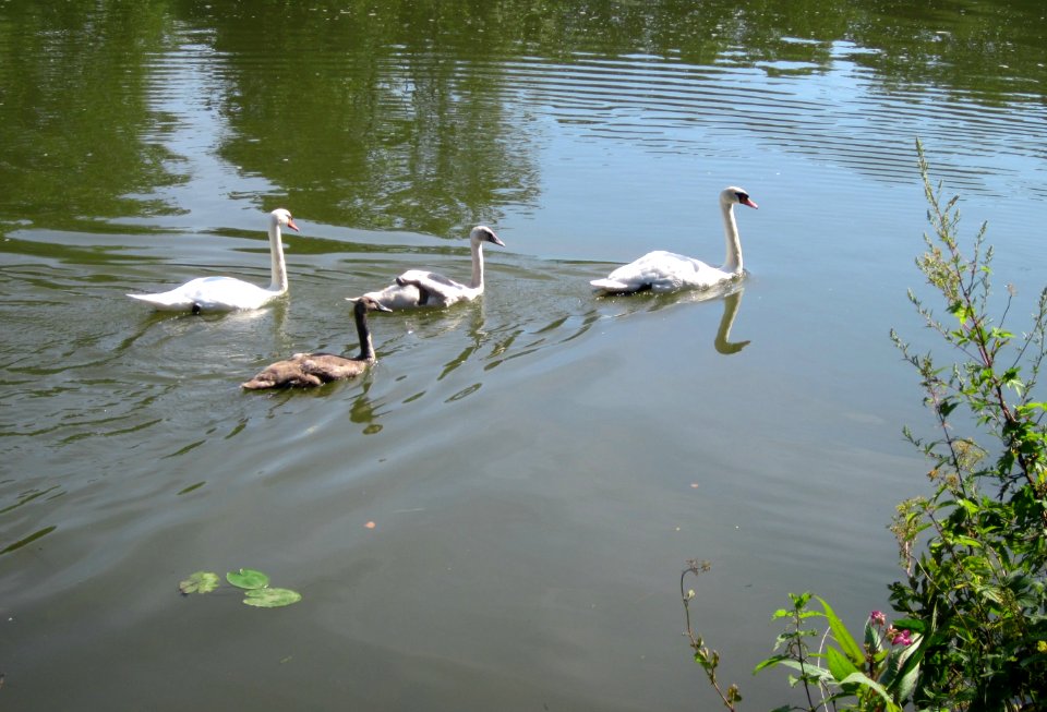 20120724Schwaene_Saar2