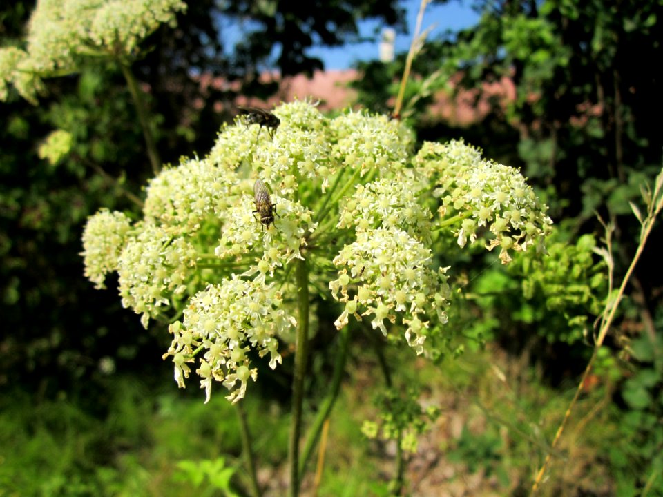 20120725Heracleum_sphondylium1
