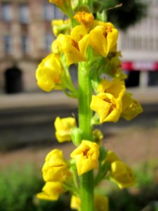 20130702Verbascum_nigrum2