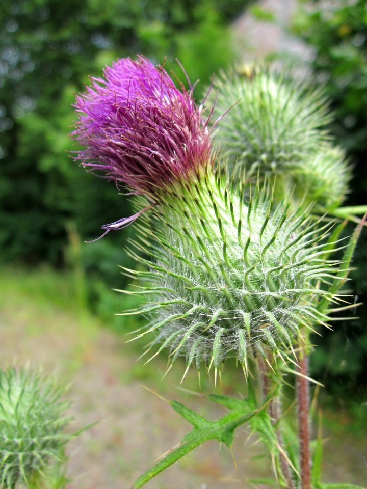 20130704Cirsium_vulgare