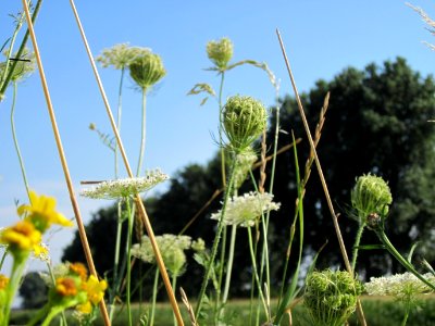 20120725Daucus_carota13