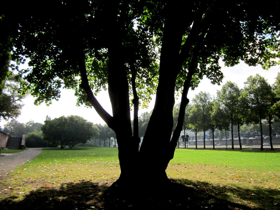 20120914Acer_platanoides2