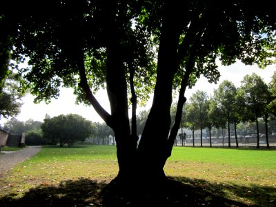 20120914Acer_platanoides2