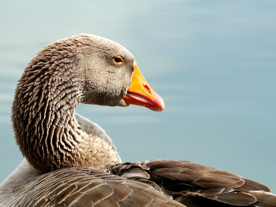 Poultry migratory birds goose