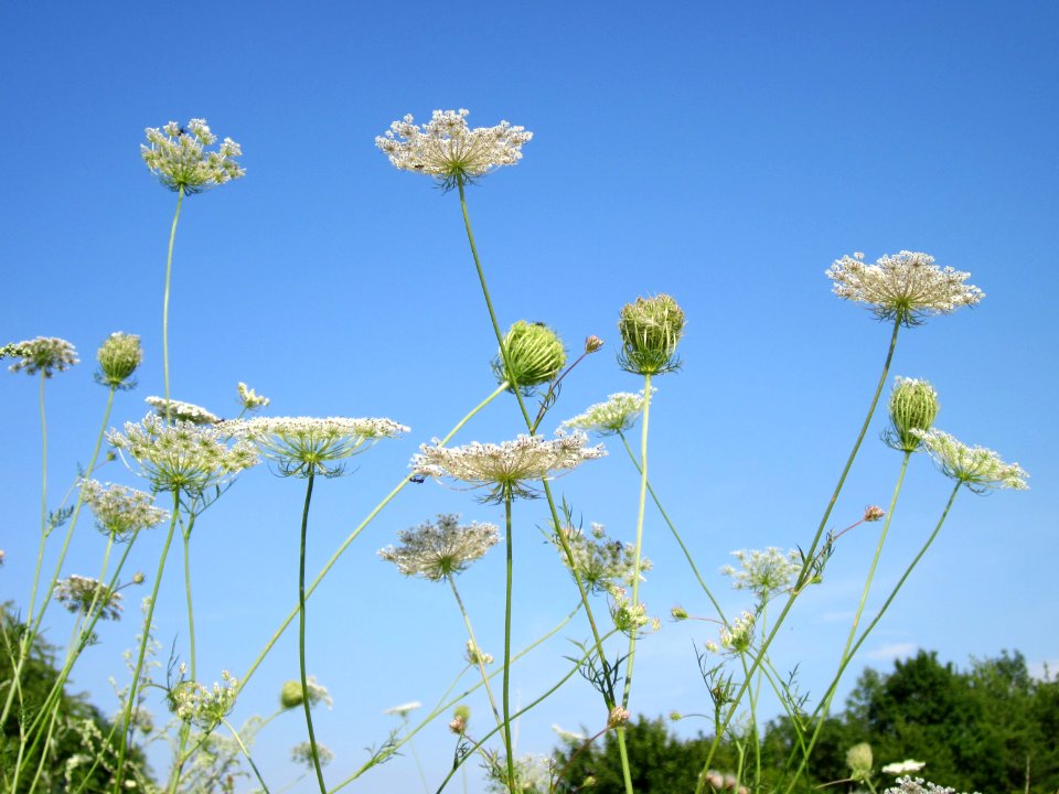 20120725Daucus_carota7