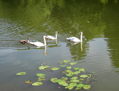 20120724Schwaene_Saar1
