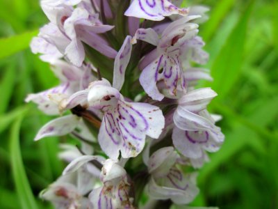 20130702Dactylorhiza_maculata9