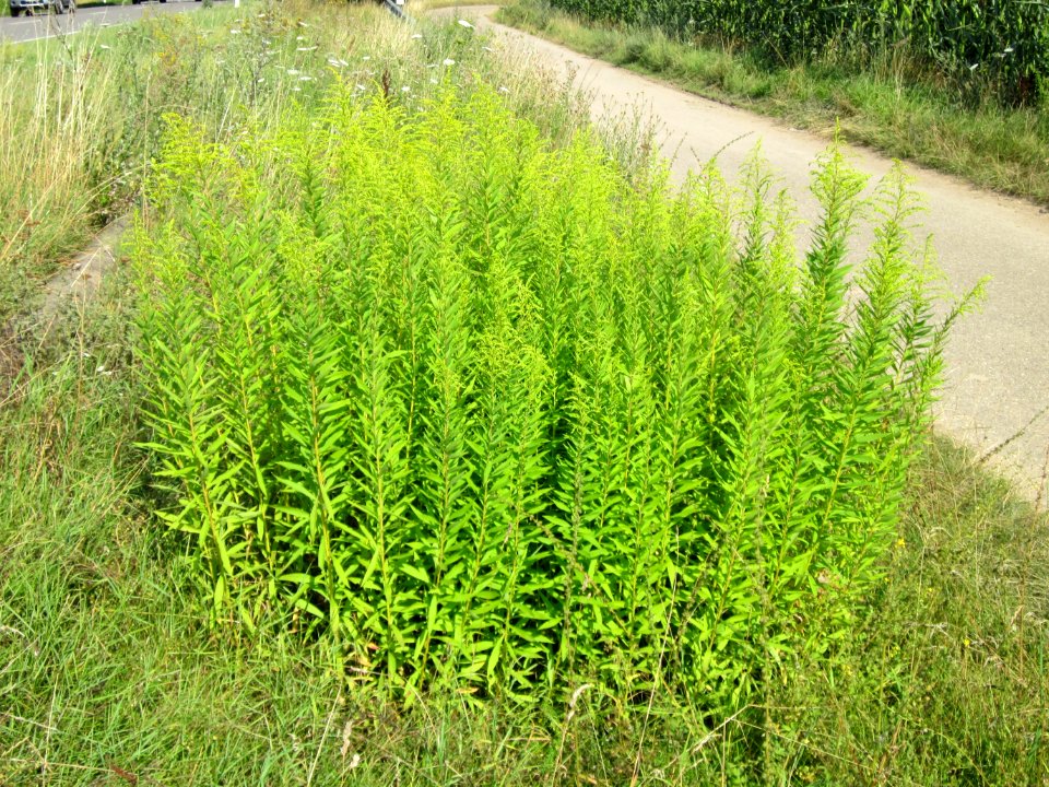 20120725Solidago_canadensis11
