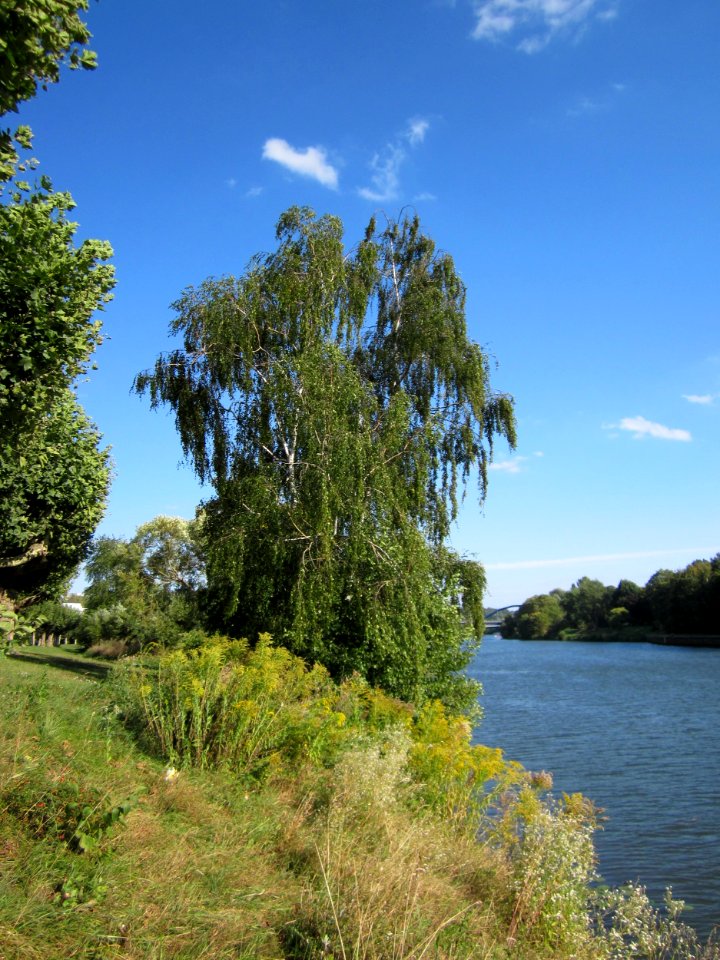 20120914Birke_Saar1