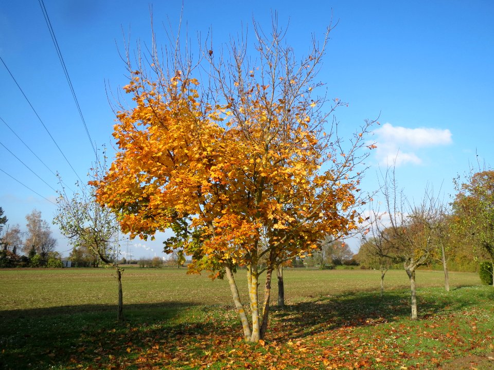 20131115Acer_platanoides1