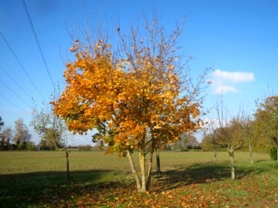 20131115Acer_platanoides1