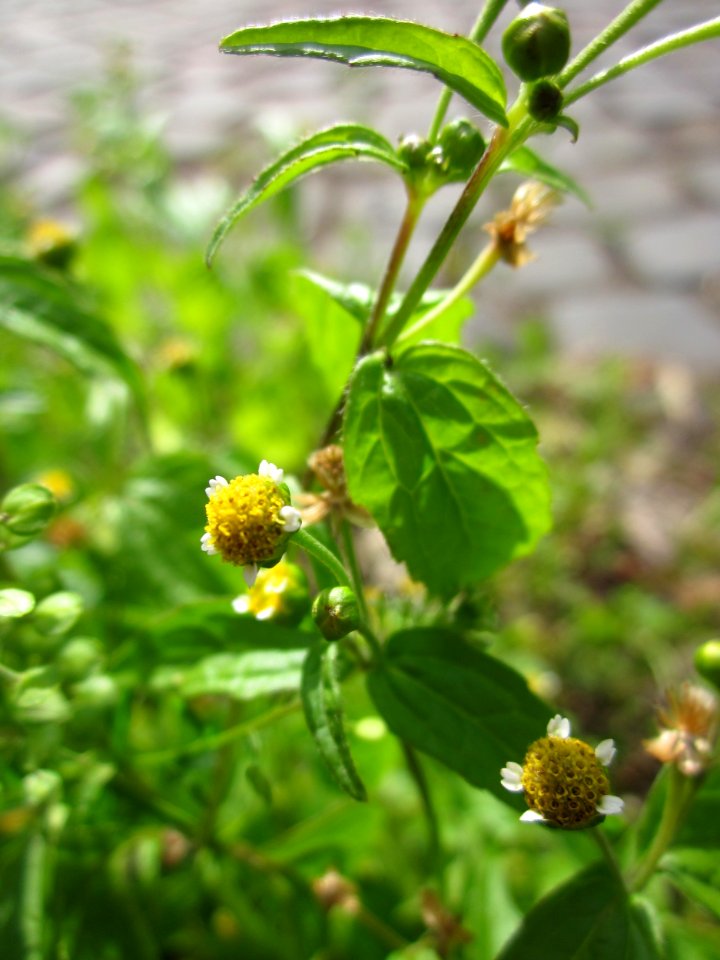20130702Galinsoga_parviflora1