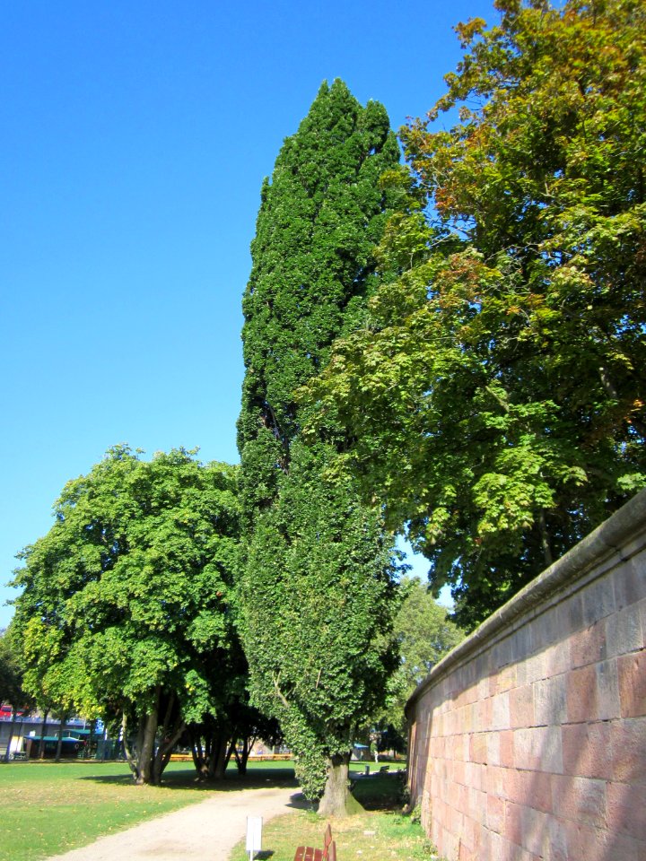 20120914Quercus_robur_Fastigiata2