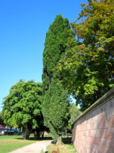 20120914Quercus_robur_Fastigiata2