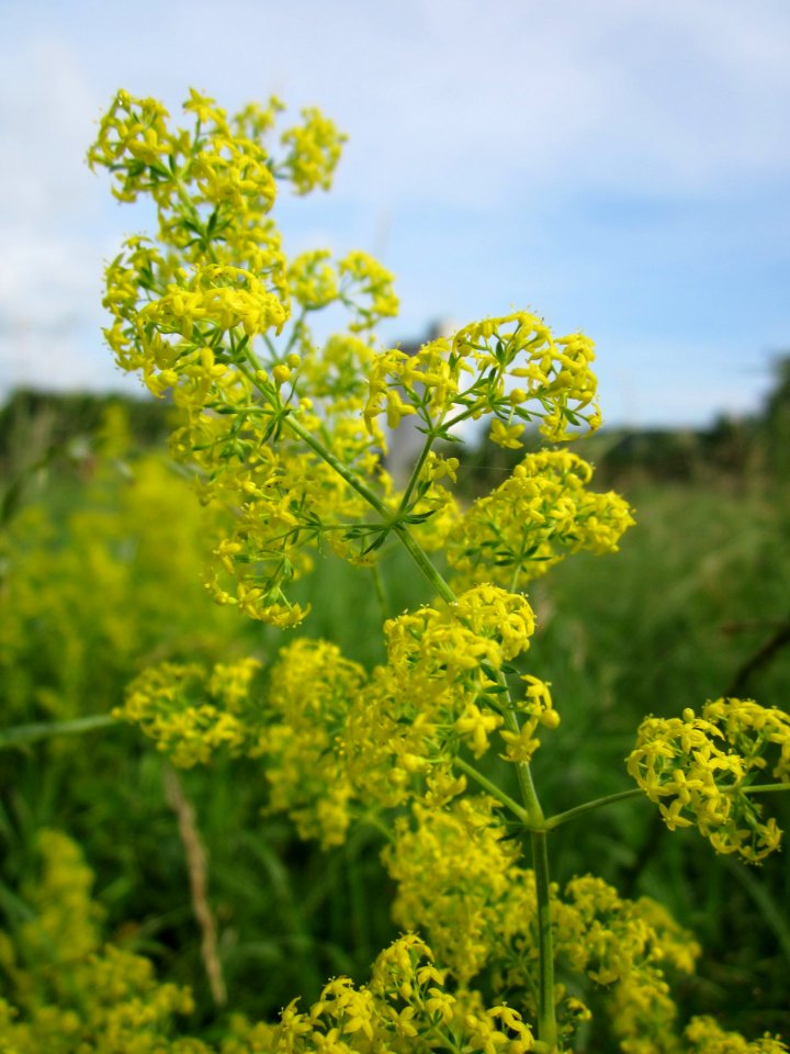 20130702Galium_verum2