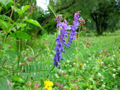 20120721Vicia_cracca