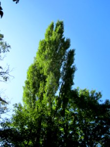 20120914Pappel_Saar_Saarbruecken