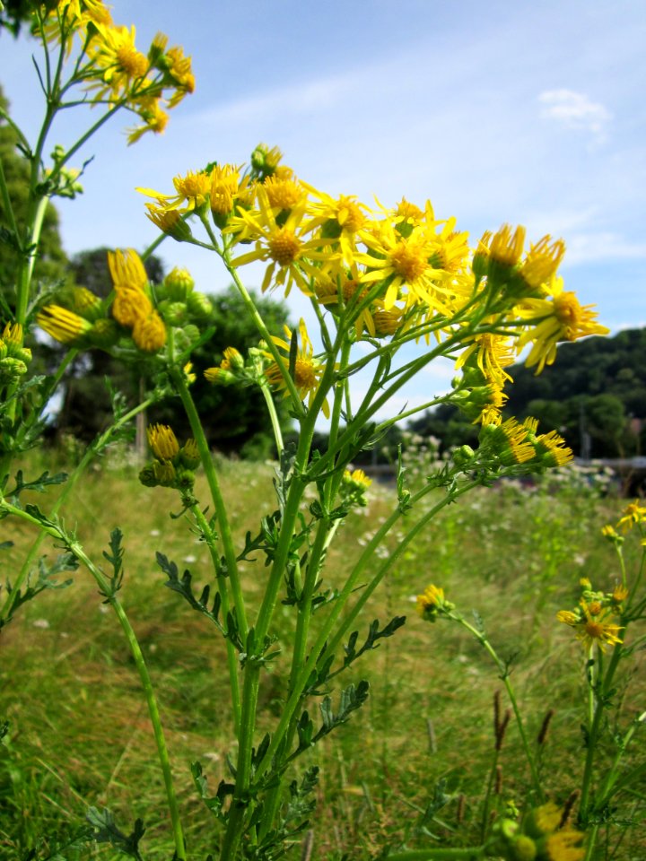 20130702Jakobskreuzkraut_Saarbruecken