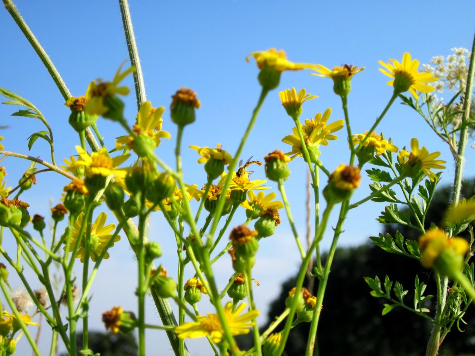 20120725Jacobaea_vulgaris2
