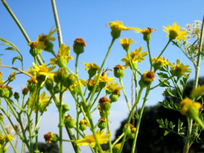 20120725Jacobaea_vulgaris2