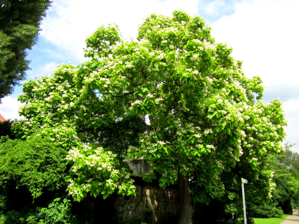 20130630Catalpa_bignonioides1