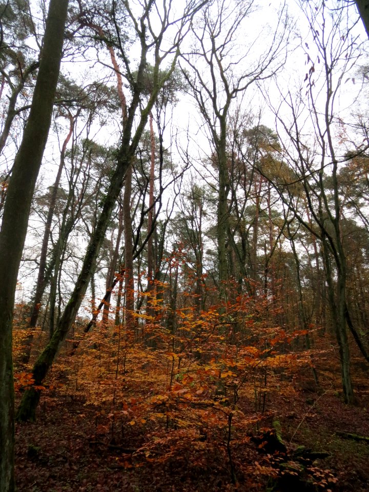 20131113Schwetzinger_Hardt7