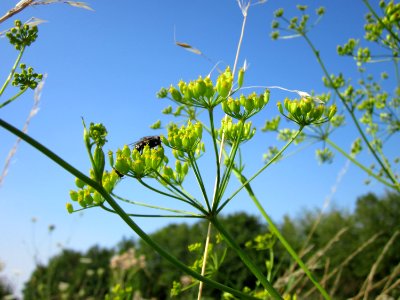 20120725Pastinaca_sativa5