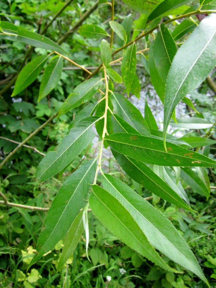 20130628Salix_alba