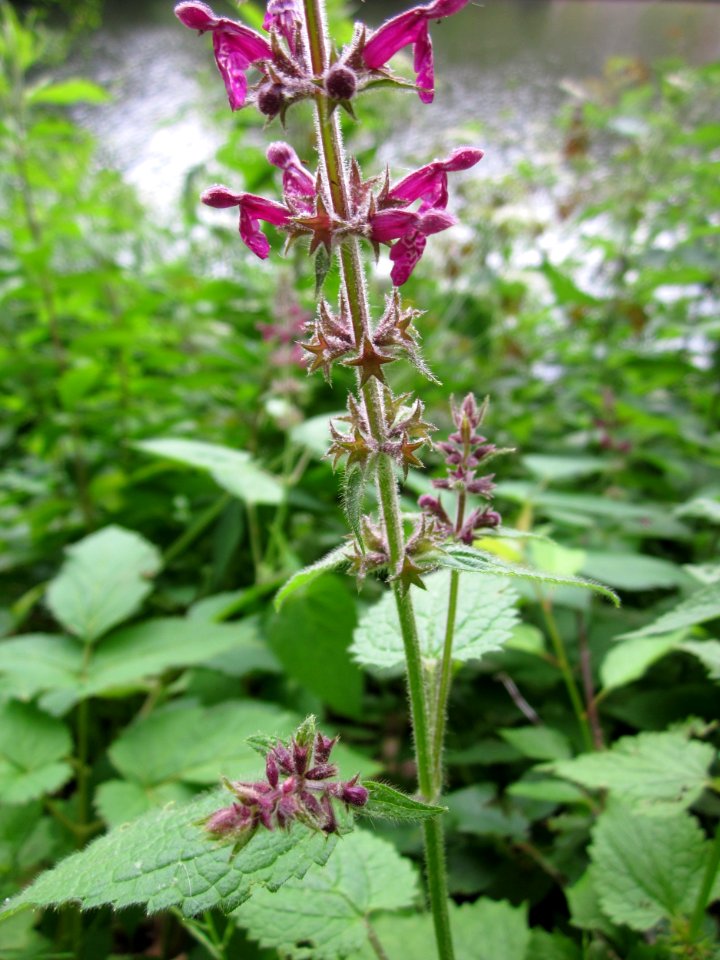 20130628Stachys_sylvatica3