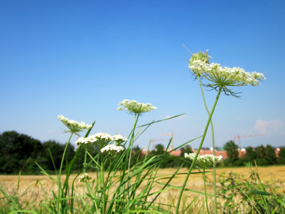 20120725Daucus_carota12