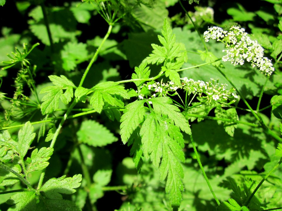 20130702Chaerophyllum_temulum1