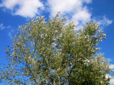 20120914Populus_alba2