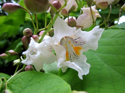 20130628Trompetenbaum_Staden2