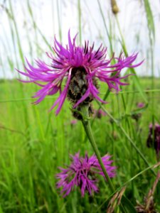20130602Flockenblume_Altlussheim2