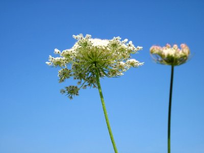 20120725Daucus_carota10