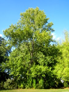 20120914Populus_x_canadensis2
