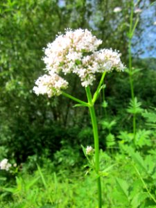 20130628Valeriana_officinalis1