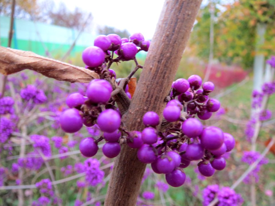 20131113Callicarpa_bodinieri5