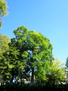 20120914Robinie_Saar