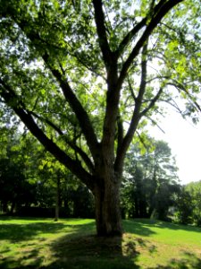20120914Acer_saccharinum3