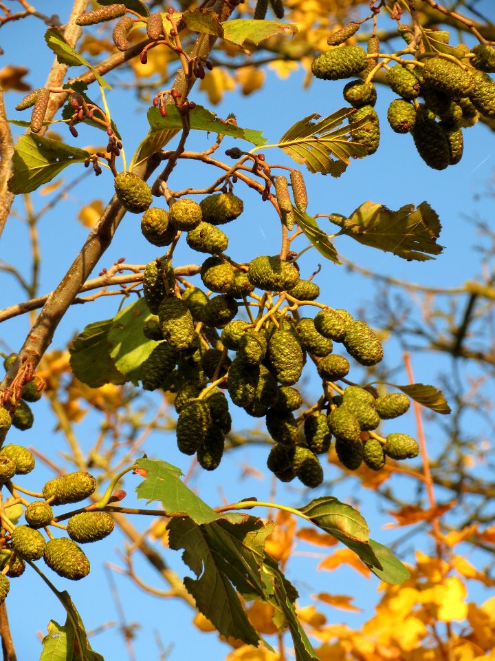 20131111Schwarzerle
