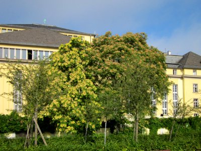 20120914Goetterbaeume_Staatstheater_Saarbruecken1 photo