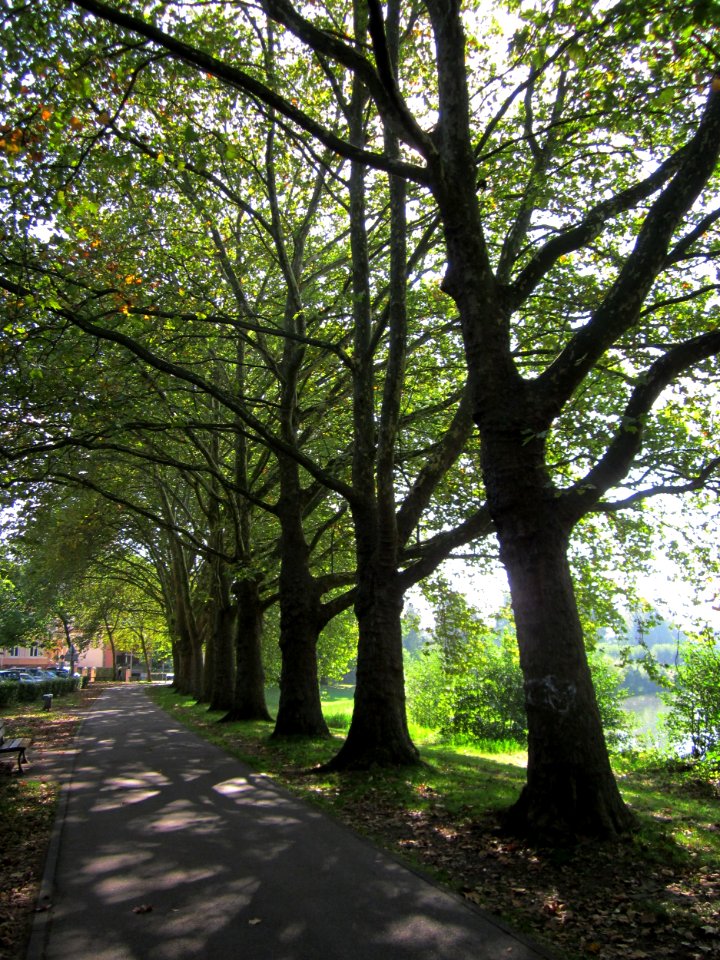 20120914Platane_Saar_Saarbruecken4