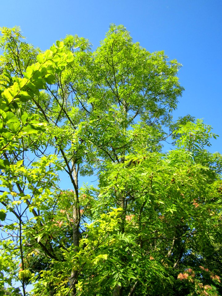 20120914Goetterbaum_Esche_Saar_Saarbruecken