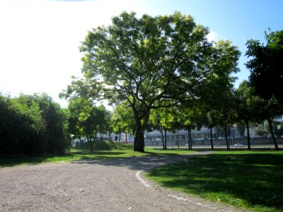 20120914Fraxinus_excelsior_Aurea3
