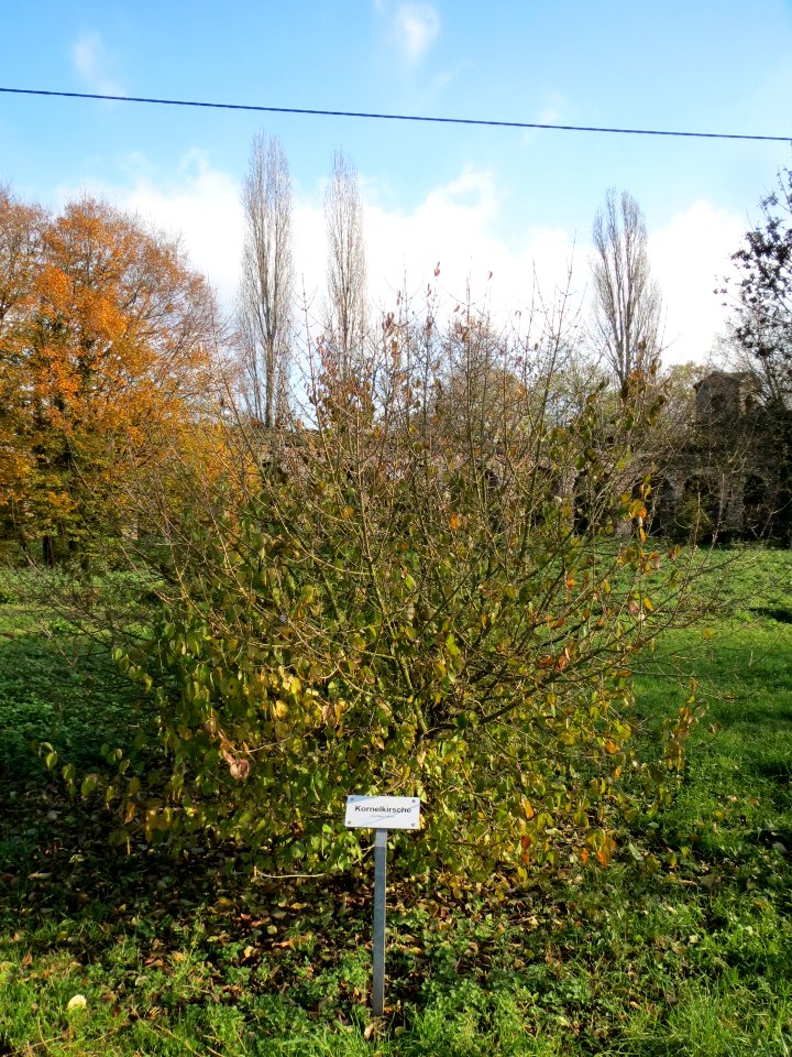 20131115Cornus_sanguinea1