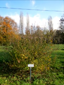 20131115Cornus_sanguinea1