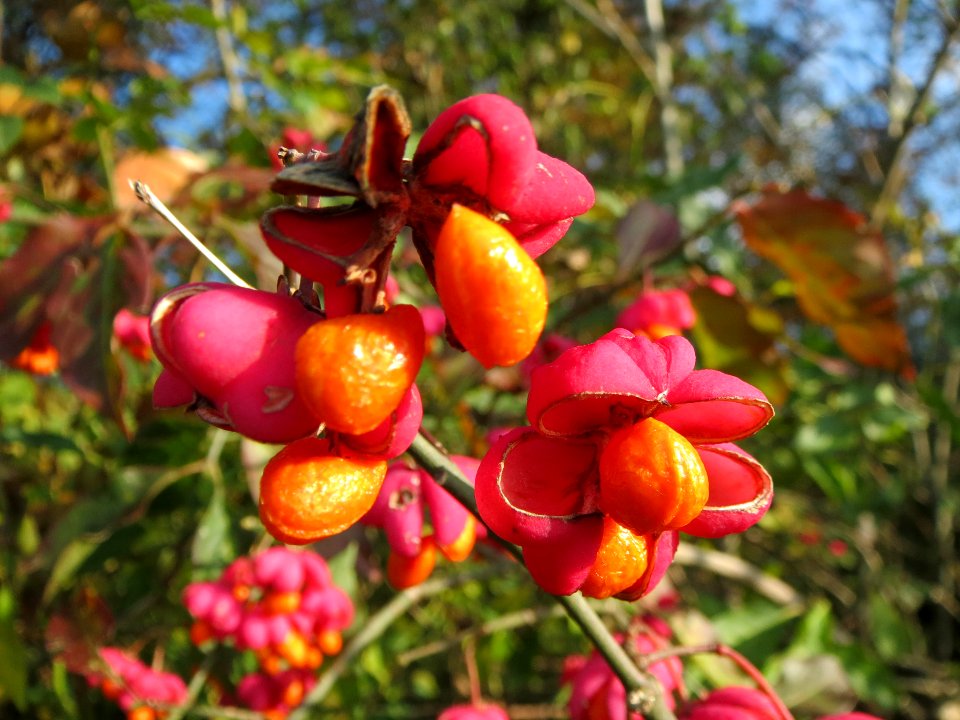 20131115Euonymus_europaeus