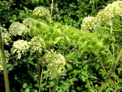 20120725Heracleum_sphondylium3